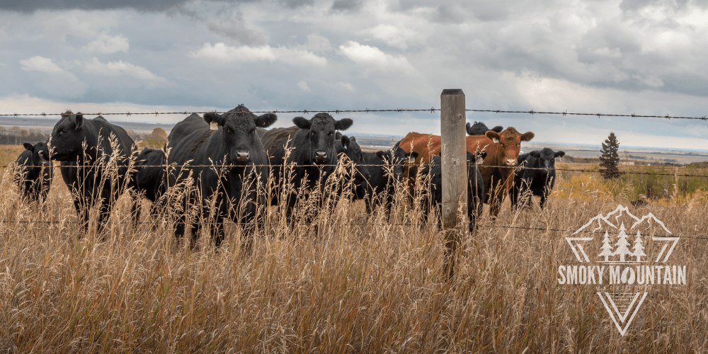 How I Make Whipped Tallow (and Why I’ll Never Go&nbsp;Back)